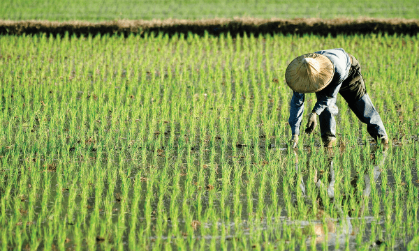 China to reform agriculture supply and marketing co ops ICA China to reform agriculture supply and marketing co ops ICA